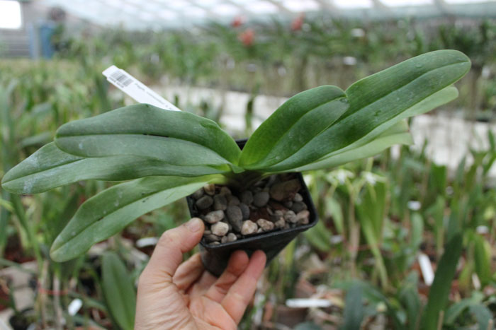 Paphiopedilum concolor x emersonii.jpg