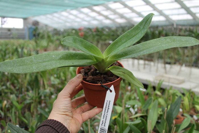 Paphiopedilum rothschildianum x (emersonii x hangianum).jpg