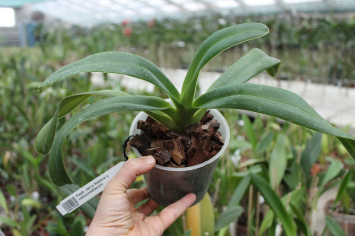 Paphiopedilum Jerry Spence x rothschildianum.jpg