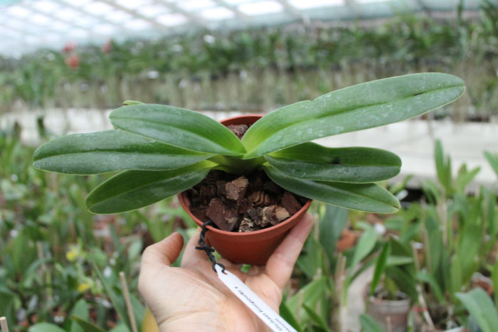 Paphiopedilum Michael Koopowitz x hangianum.jpg