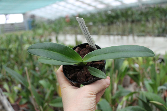 Paphiopedilum stonei x anitum.jpg