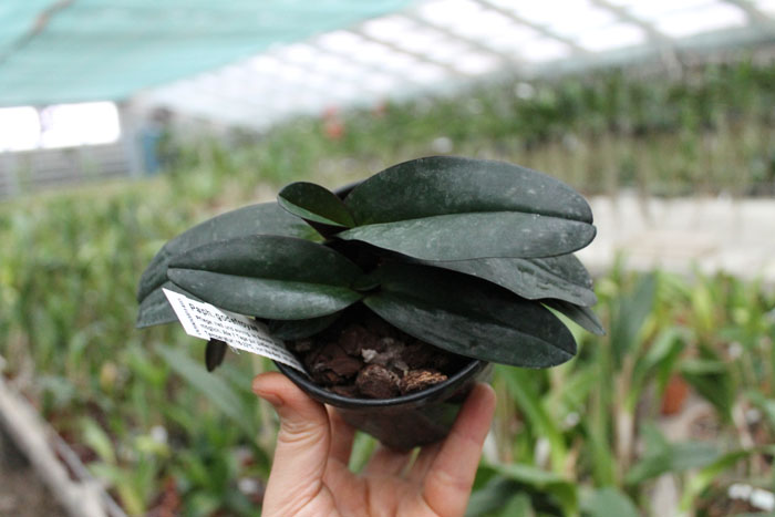 Paphiopedilum godefroyae.jpg