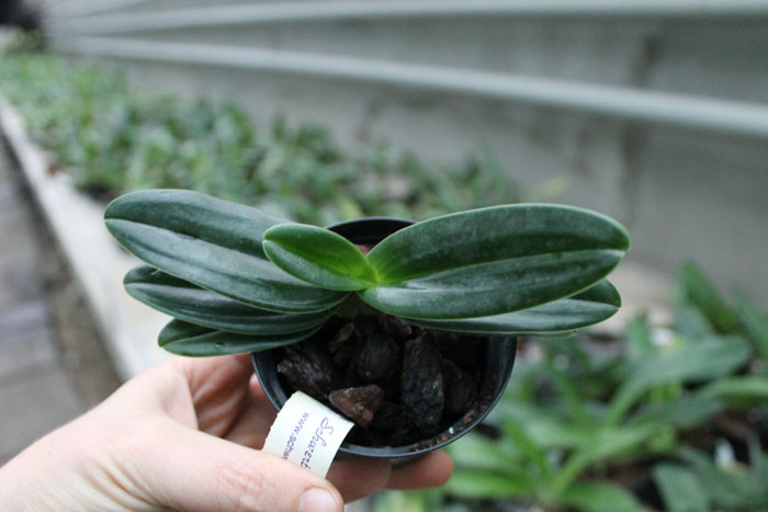 Paphiopedilum Michael Koopowitz x hangianum.jpg