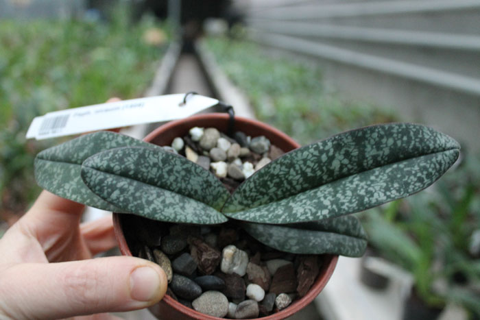 Paphiopedilum niveum (1508).jpg