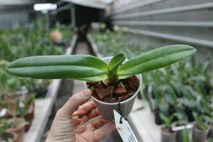 Paphiopedilum supardii.jpg