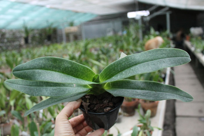 Paphiopedilum Woessner Kologod.jpg