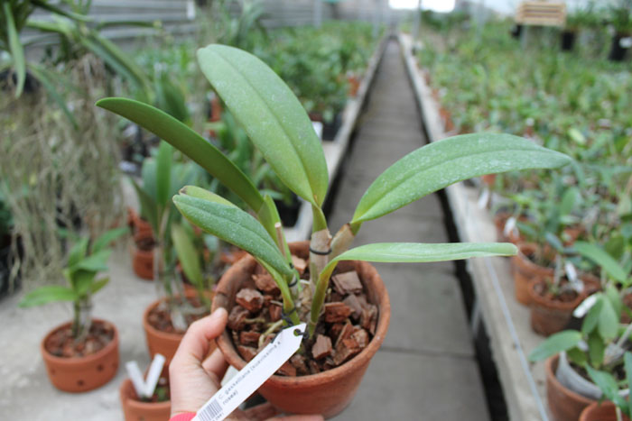 Cattleya gaskelliana (suavissima x rosea).jpg