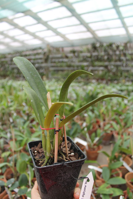 Brassocattleya Cordelia 'Cordelita'.jpg