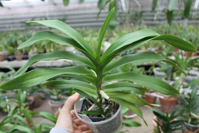 Vanda denisoniana Cream Shinetorn.jpg
