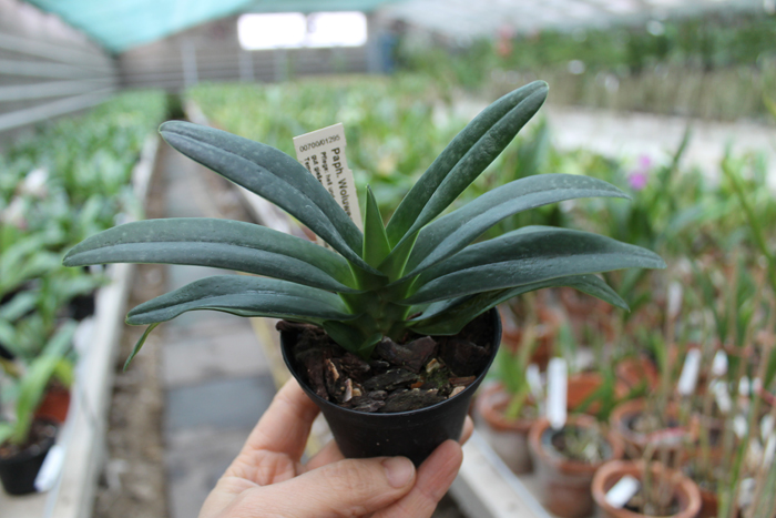 Paphiopedilum Woluwense.jpg