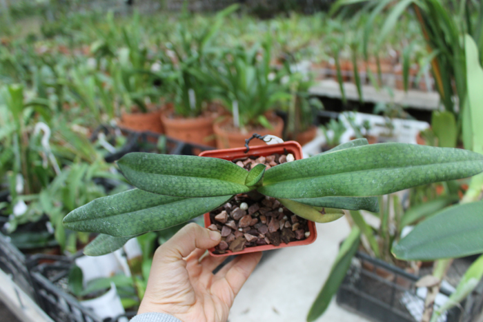 Paphiopedilum delenatii x Paphiopedilum Deena Nicol 'In-Charm'.jpg