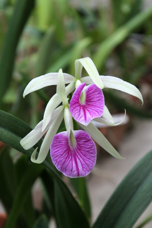 Brassolaelia Morning Glory 'Valentine Kiss'.jpg