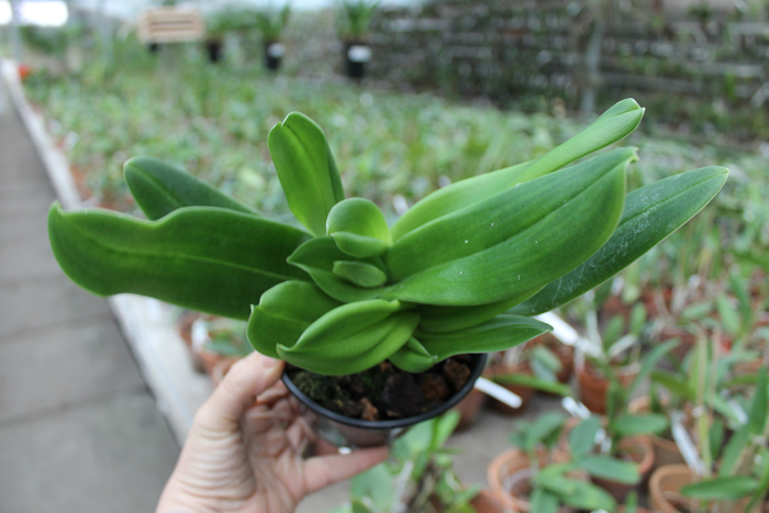 Paphiopedilum Sorcerer's Stone.jpg