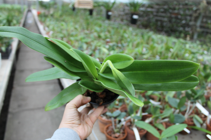 Paphiopedilum Sorcerer's Stone.jpg