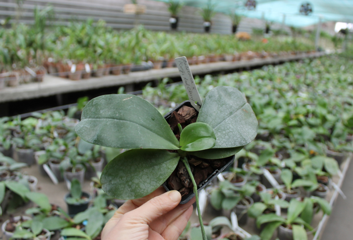 Phalaenopsis Ambotrana x Kung's Red Cherry.jpg