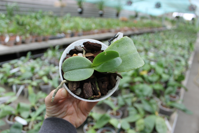 Phalaenopsis Chang Jo (Chang Jhih Rose x Jong's Gigan Cherry).jpg