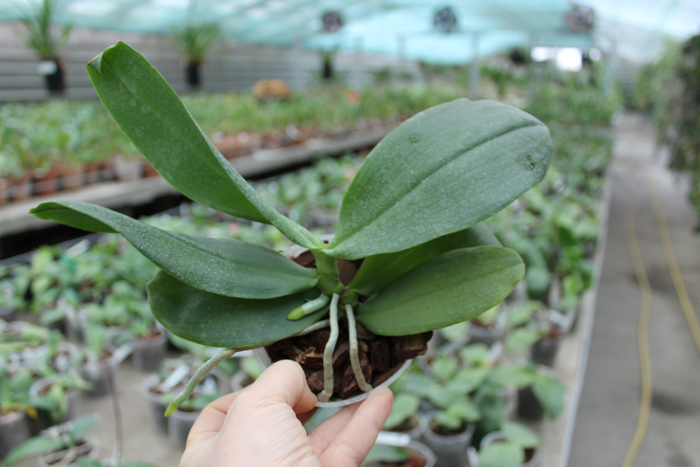 Phalaenopsis Ho's Green Marble '#1' x Chang Maw Evergreen 'U-Bix'.jpg