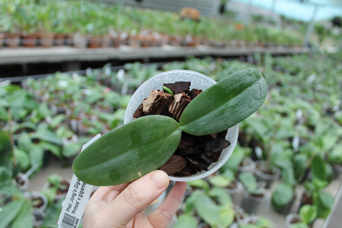 Phalaenopsis Jong's Gigan Cherry 'Prince' x gigantea.jpg