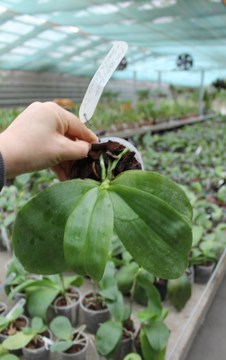 Phalaenopsis KS Happy Eagle x Jennifer Palermo C-1 Type.jpg