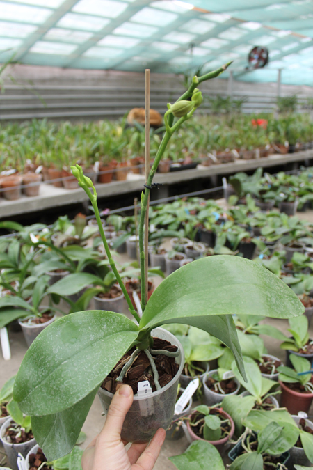 Phalaenopsis Lioulin Moon x bellina blue.jpg