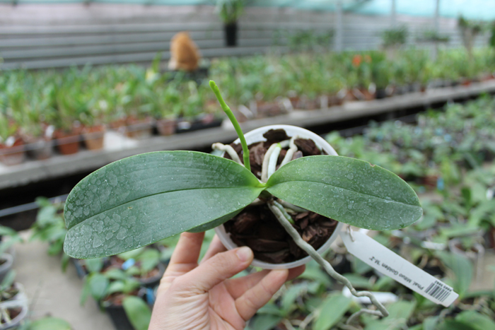 Phalaenopsis Mituo Golden 'M-2'.jpg
