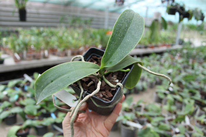 Phalaenopsis Natasha 'Aiko'.jpg