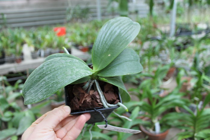 Phalaenopsis Tzu Chiang Chrisna x Phalaenopsis LD's Bear Queen.jpg