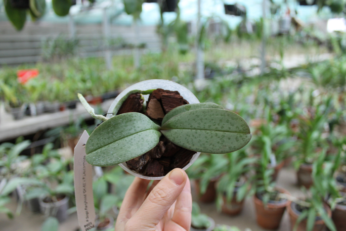 Phalaenopsis Sogo Fairyhood 'OK-82' x Leucorrhoda.jpg