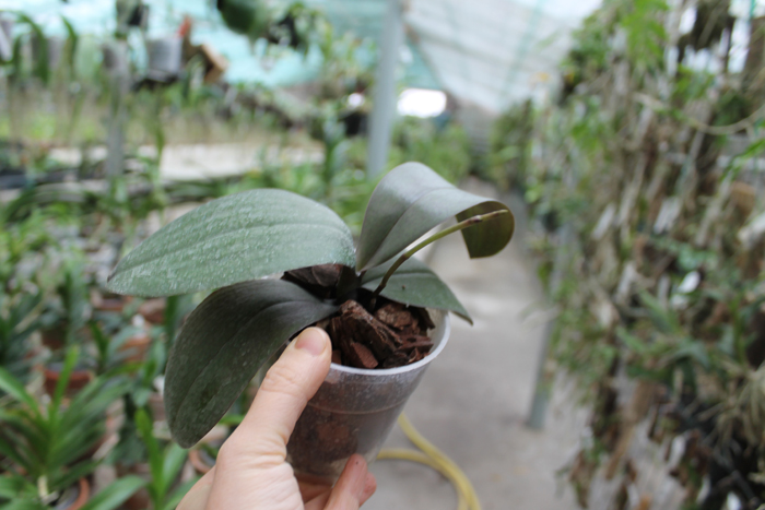 Phalaenopsis Sara Lee x Taipei Gold.jpg