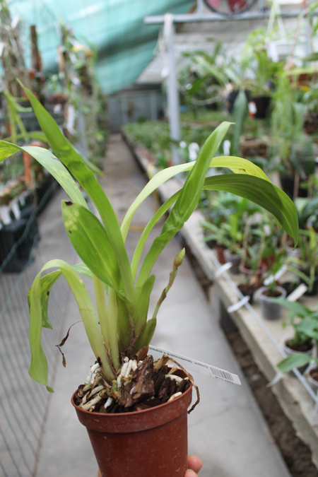 Cochleanthes (amazonica x lobata).jpg