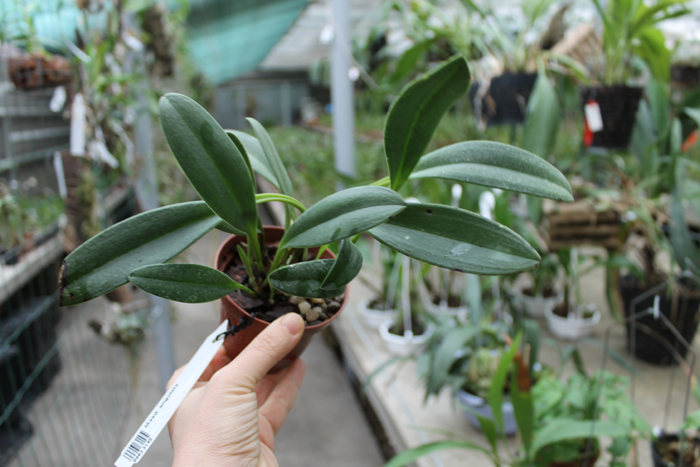 Masdevallia angulata.jpg