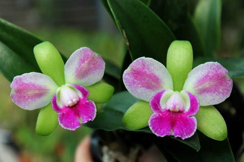 Rhynchosophrocattleya Village Chief North Green Genius.jpg