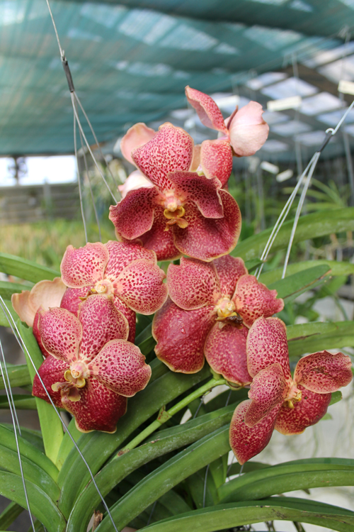 Vanda Adisak Happiness.jpg