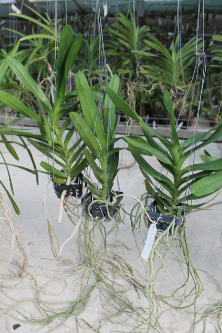 Aerides houlletiana.jpg