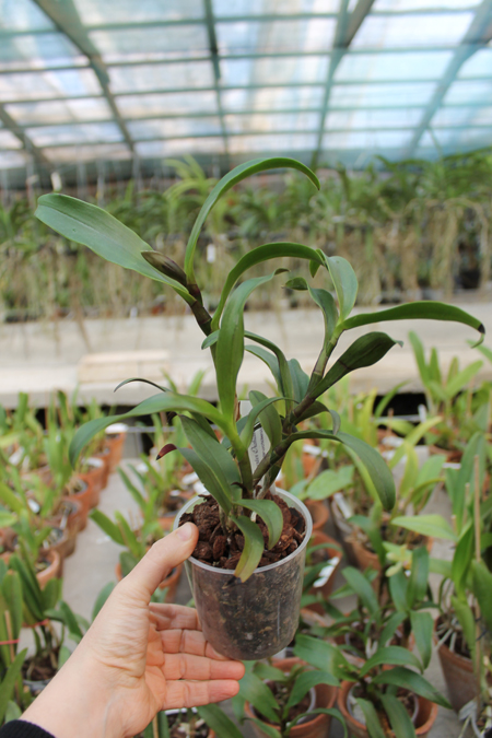 Epicattleya Rene Marques x Potinara Free Spirit.jpg