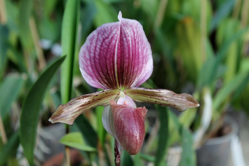 Paphiopedilum Ruby Leopard Vini x charlesworthii.jpg