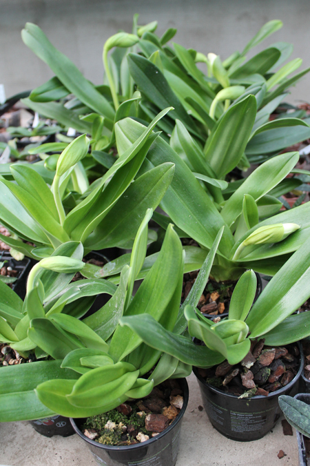 Paphiopedilum Sorcerer's Stone.jpg