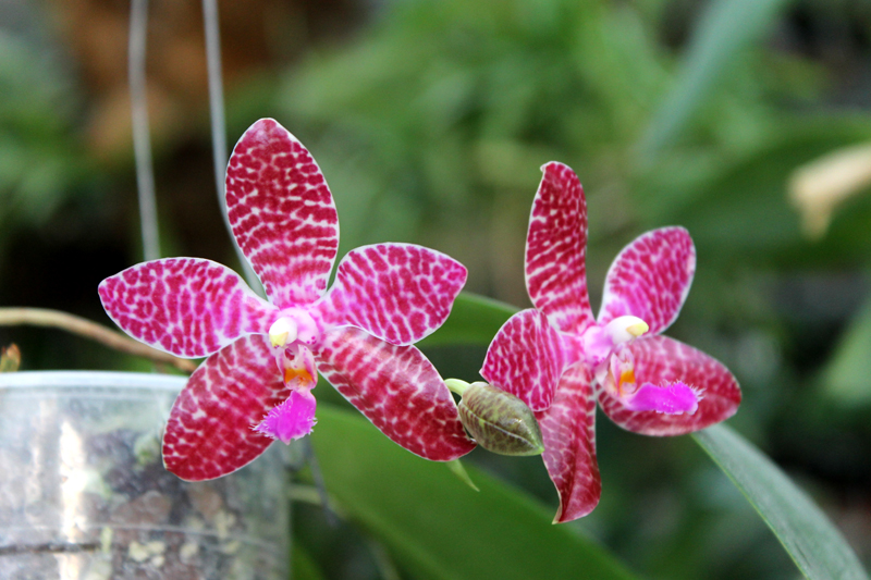 Phalaenopsis Joey (gigantea x lueddemanniana).jpg