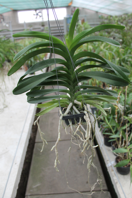 Vanda Tharab Blue.jpg