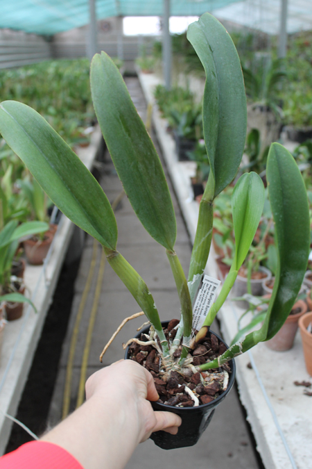 Rhyncholaeliocattleya Suriyon Sunset.jpg