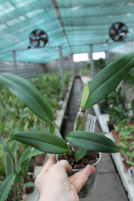 Rhyncholaeliocattleya (King Harold x Monroe Walk).jpg