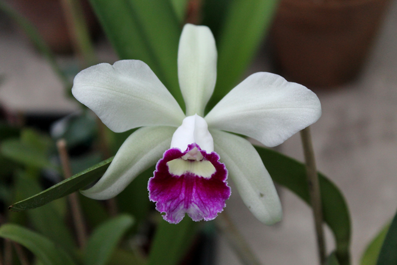 Laeliocattleya Hsinying Pub 'Albo Sanguinea' (purpurata x Batagesi).jpg