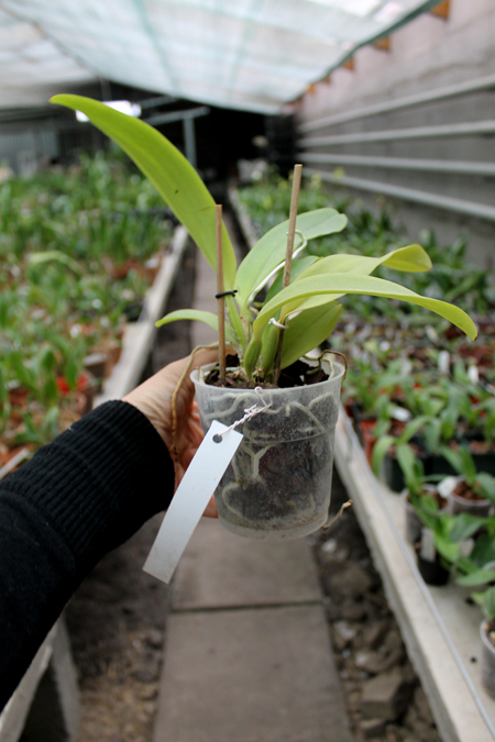Laeliocattleya Dinard 'Blue Heaven'.jpg