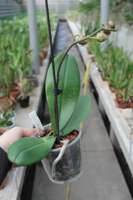 Phalaenopsis I-Lan Cat.jpg