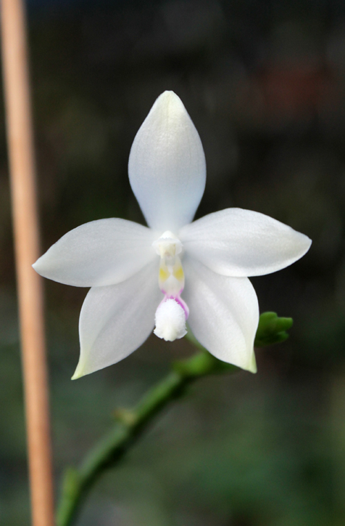 Phalaenopsis tetraspis.jpg