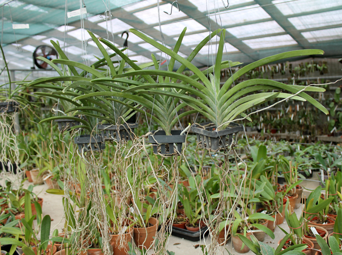 Vanda sanderiana alba.jpg