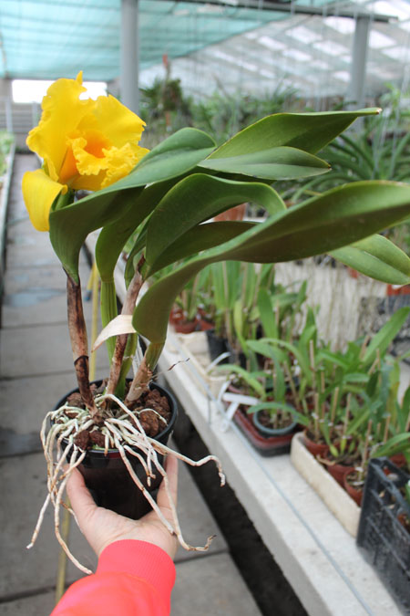 Potinara Haw Yuan Gold 'YC#2'.jpg