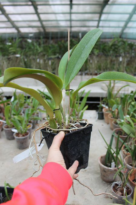 Laeliocattleya Dinard 'Blue Heaven'.jpg