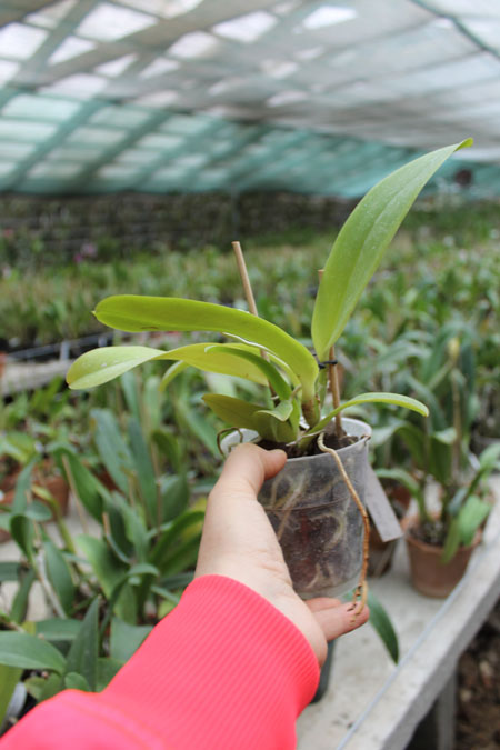 Laeliocattleya Dinard 'Blue Heaven'.jpg