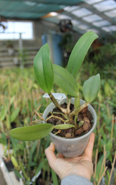 Cattleya lueddemanniana coerulea (Ssique x Murillo) x Cattleya lueddemanniana coerulea (Mariauxi x Amparo).jpg